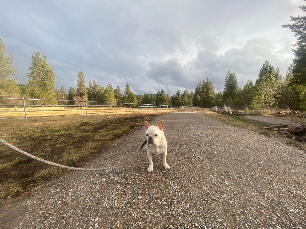 The Batpig out on the trail
