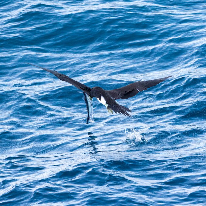 カツオドリのtwitterイラスト検索結果 古い順