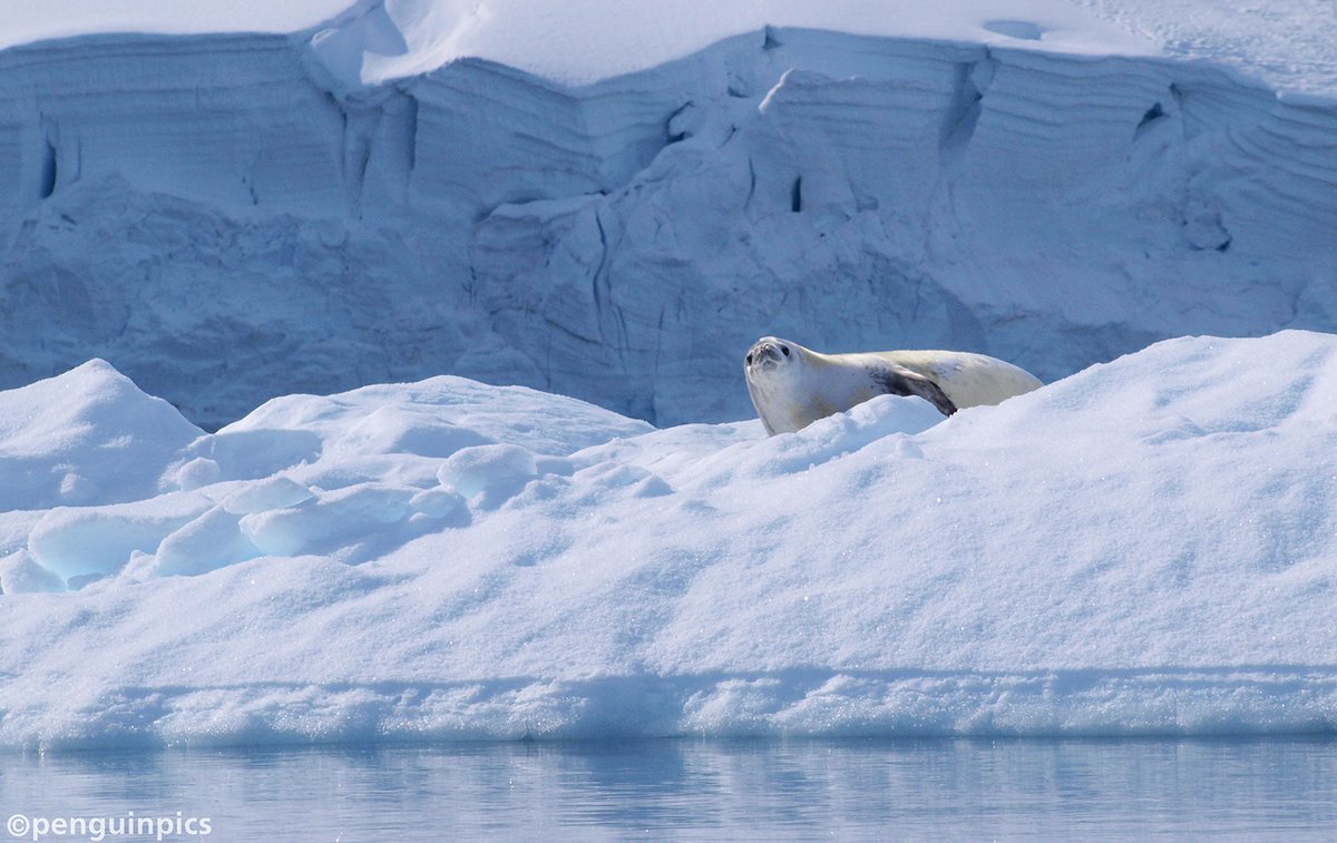 penguinpics's tweet photo. TODAY'S PIC2: Crabeater seal, Paradise Harbour #Antarctica https://t.co/sMo98DDuMW