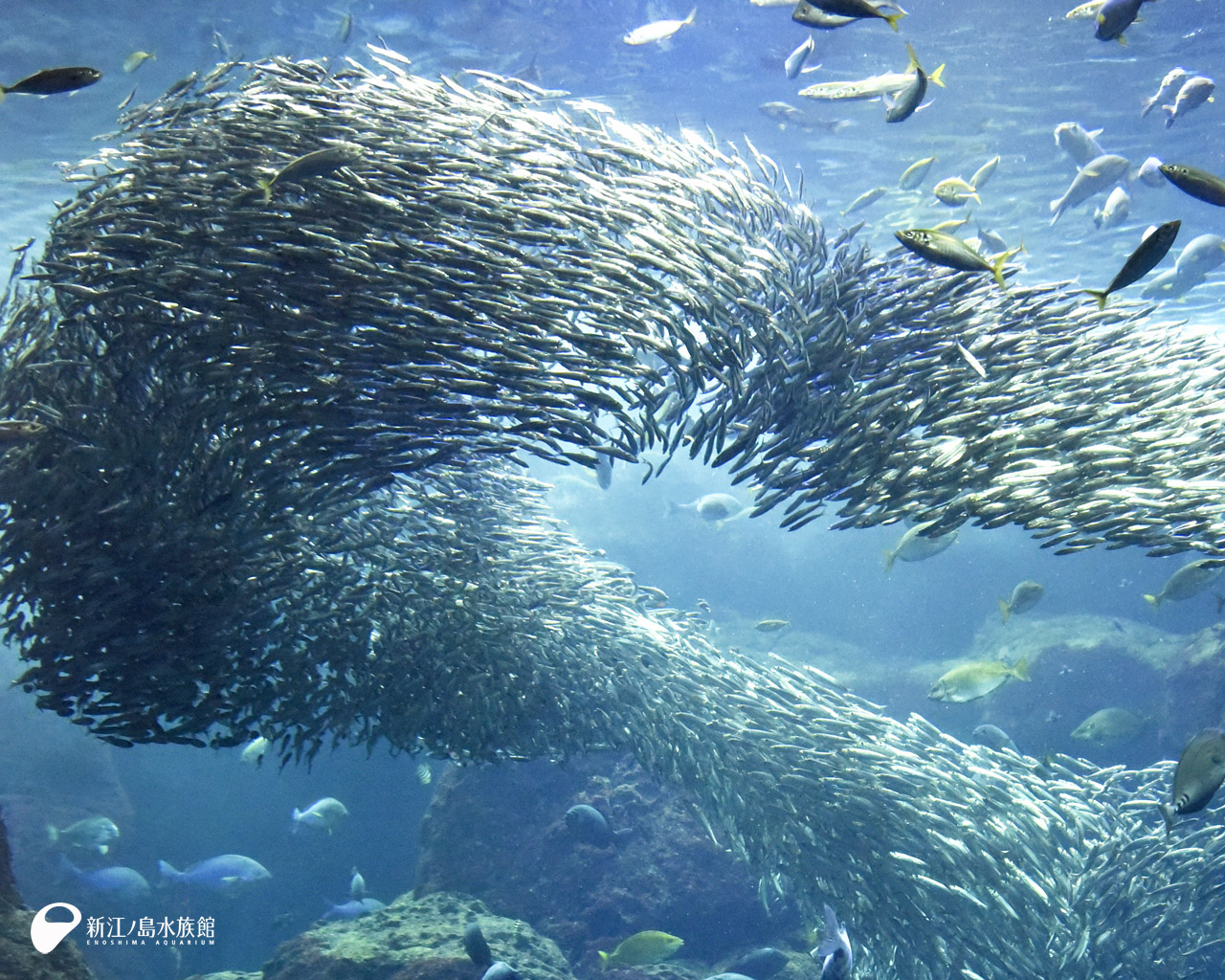 新江ノ島水族館 テレワークで頑張っている方へ サイズがやや微妙ですが ビデオ会議やwebミーティングの背景に使えそうな画像がたくさんありますので どうぞご自由にお使いください えのすい壁紙ギャラリー T Co Dolgvzvsm8 T Co