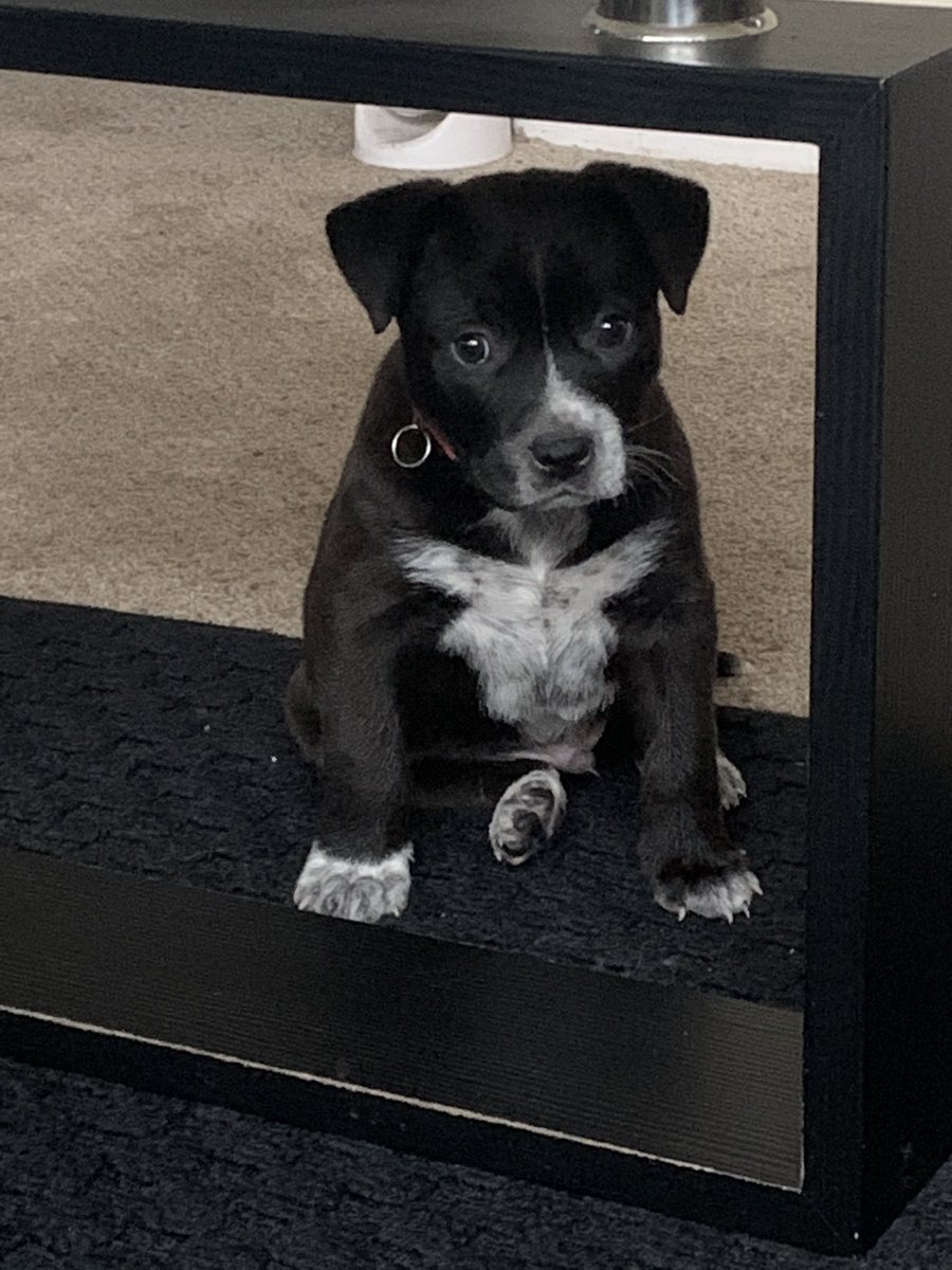 Summer_of_86's tweet photo. Meet my second son! He ain’t for none of y’all shit today! 😘 that’s his mom who ain’t for the shits either! https://t.co/lFcqIa5T9i