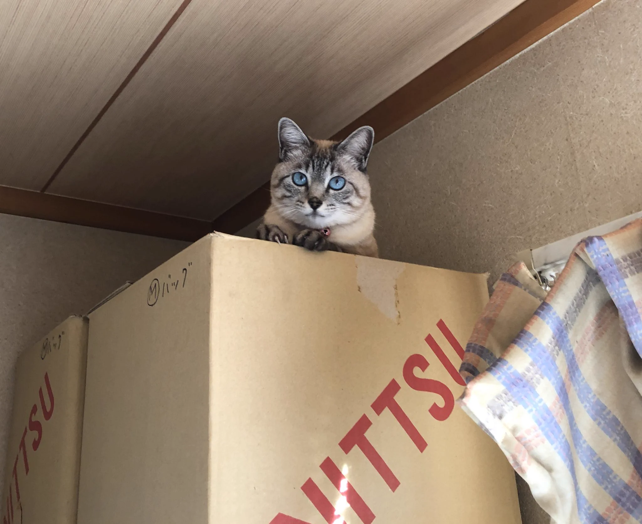 @vriGOpzvmMRE5Dv 怒られるのをわかっててわざとやってるフシがある 