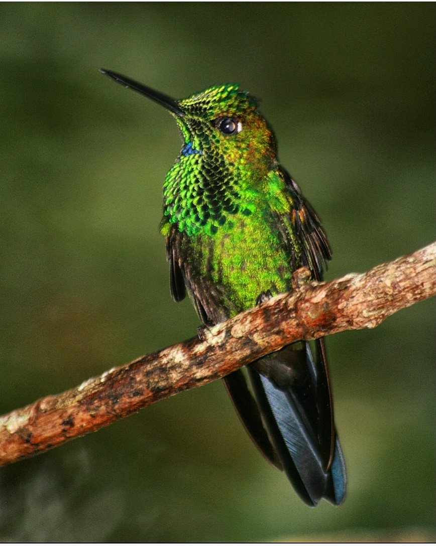 Three more Hummingbirds to come today, before we move onto Sloths. This Green Crowned Brilliant. Oh my.