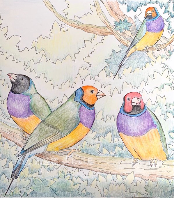 美しい鳥のtwitterイラスト検索結果 古い順