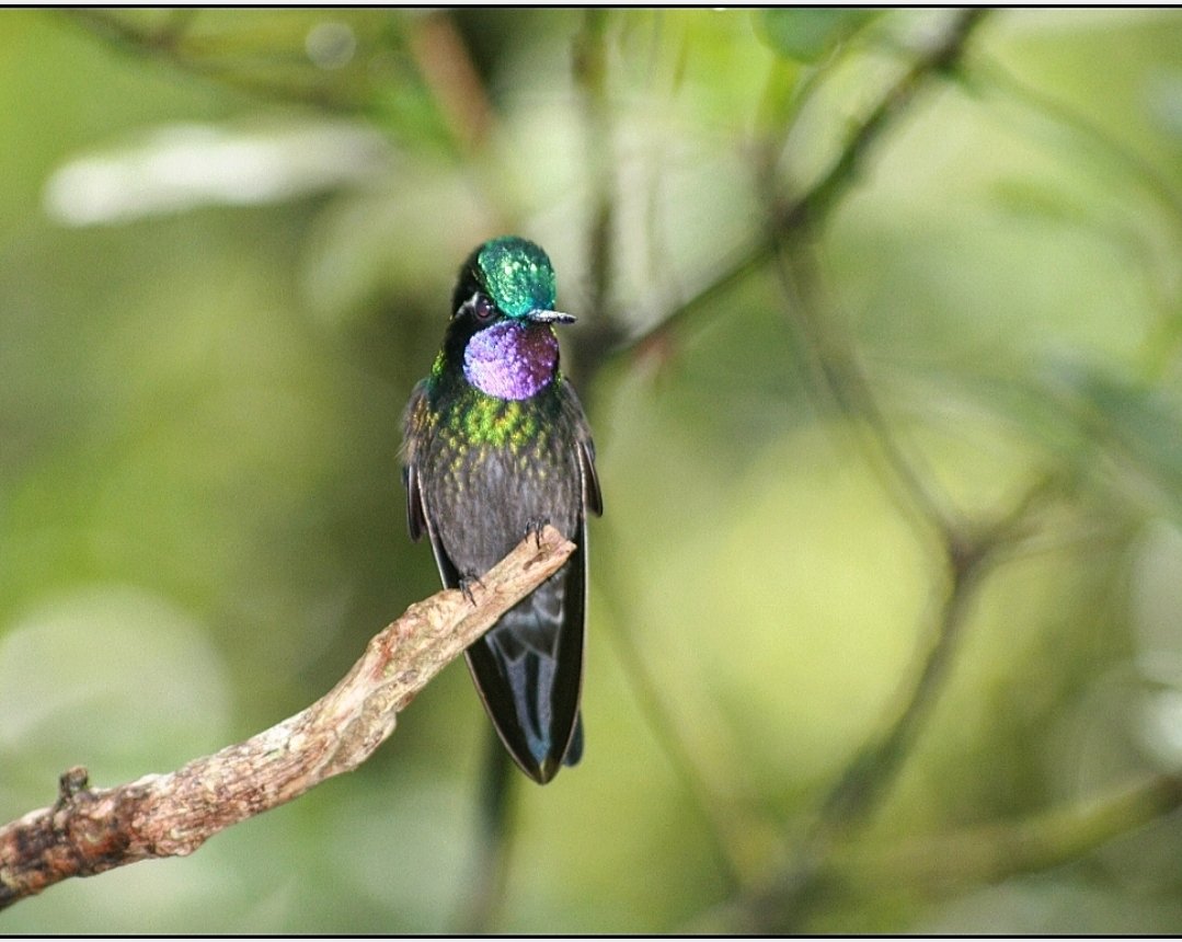 This Male Purple Throated Mountaingem. Glam rock isnt dead.