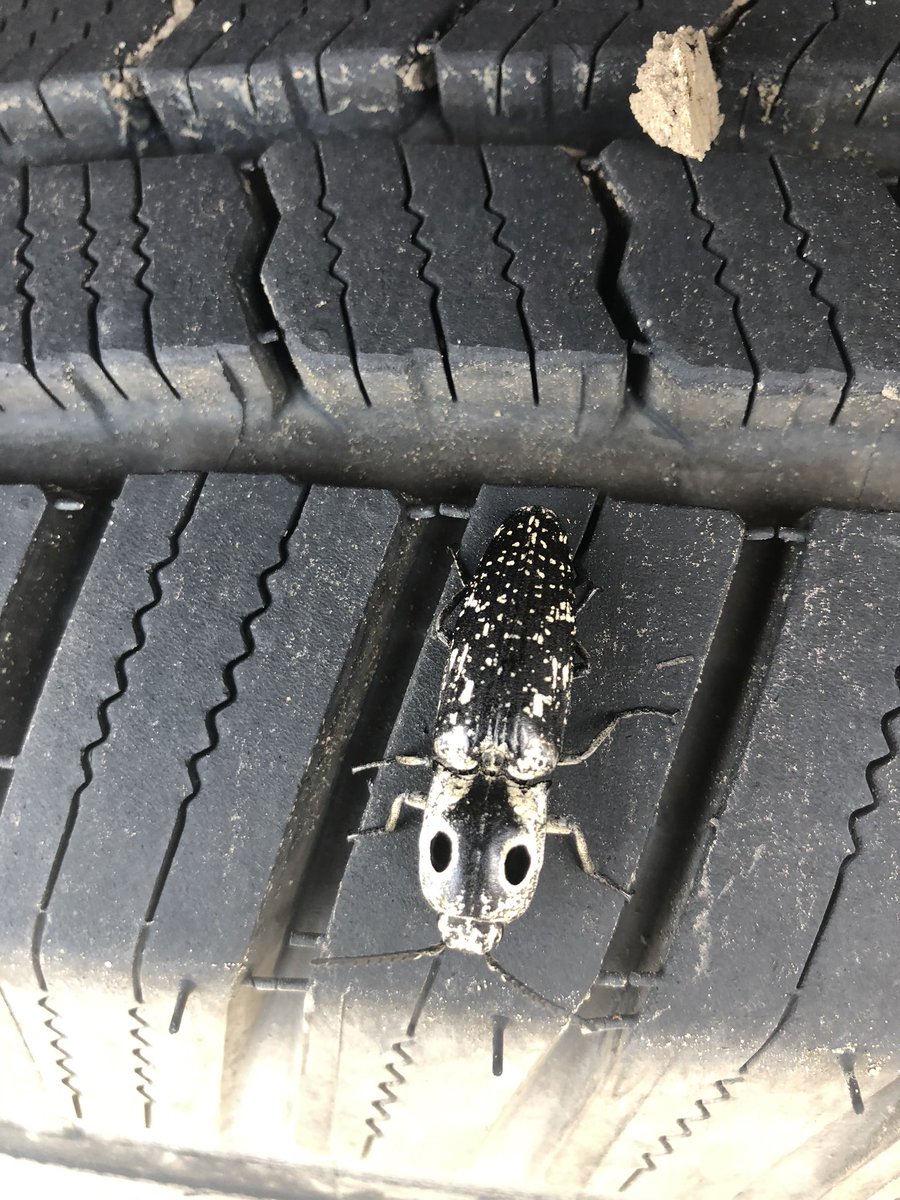 007bugman's tweet image. Lovely beetle 4/8/20