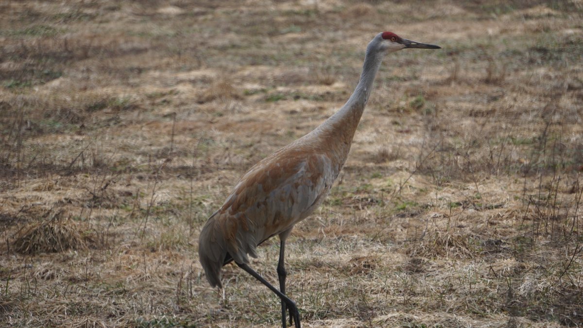 Today our #BreakfastBirdwatch had a surprising visitor. We had a Sandhill crane fly over the house. You can hear its loud rattling flight call from almost 5 kilometers away, but we were lucky enough to see it as well as it few over. Anyone get any unusual species this morning?