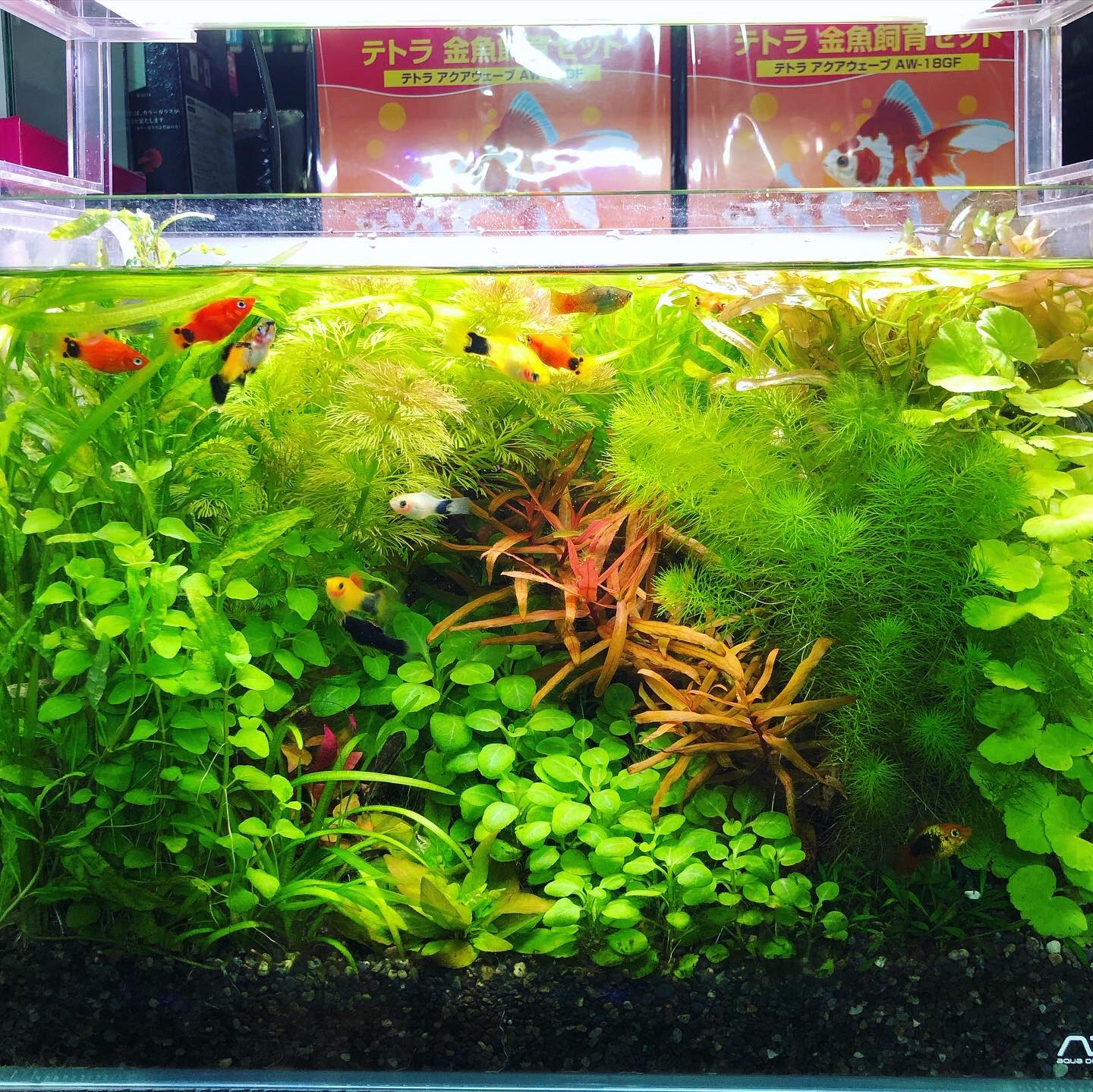 上野知明 ダッチ風アクアリウム 水草が伸びすぎたので挿し戻し ピンチカットと違って 水景が大きく変わらないのはお店の展示水槽としては嬉しいところ ゼンスイのナノレビル 有茎草をたくさん使った華やかなレイアウトにぴったり おすすめのライト
