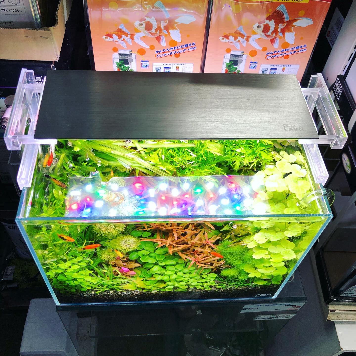 上野知明 ダッチ風アクアリウム 水草が伸びすぎたので挿し戻し ピンチカットと違って 水景が大きく変わらないのはお店の展示水槽としては嬉しいところ ゼンスイのナノレビル 有茎草をたくさん使った華やかなレイアウトにぴったり おすすめのライト