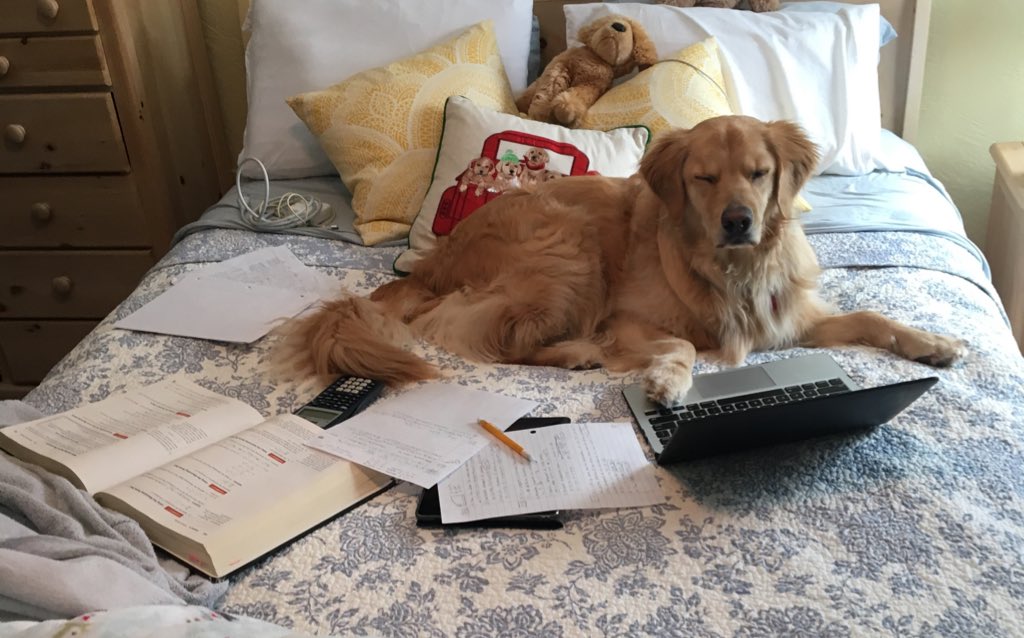 bethany__carney's tweet photo. Me immediately after I enter the attendance code in all my classes https://t.co/Tweflvg0MF