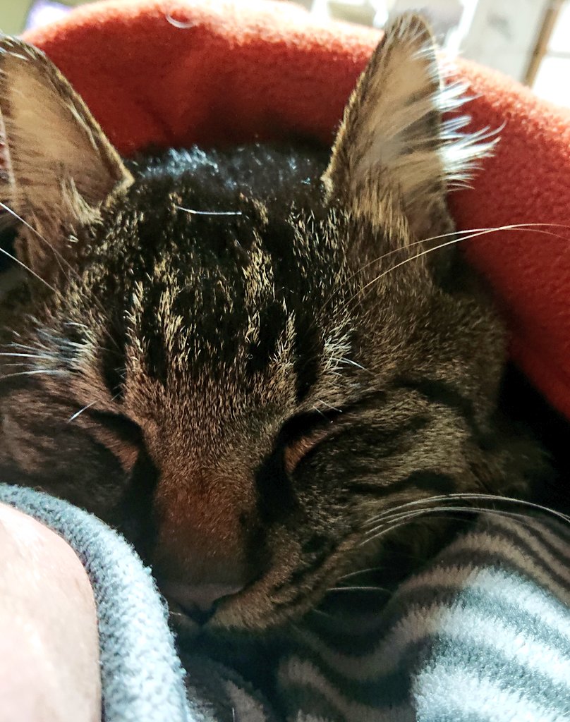 猫さんのお耳にあるヒラヒラな部分 ヘンリーズポケット かわいい以外の役割は不明 怪我した痕跡かと思ってました Togetter 猫さんのお耳にあるヒラヒラな部分 ヘンリーズポケット かわいい以外の役割は不明 怪我した痕跡かと思ってました Togetter