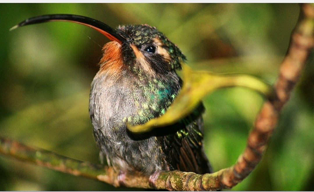 I *thin* this little chonk could be a stripe Throated Hermit, but I'm not sure! There are over 50 species in Costa Rica, with variations between male and female and some endemic only to CR. That's a lot to remember!