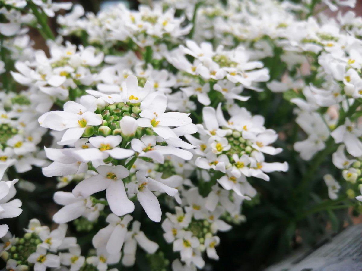 jonoDavCol's tweet photo. Went into work today to help get orders ready for delivery. Some really nice colour in at the moment. Love the #white #Iberis and the early #clematis. #spring #flower https://t.co/x7AXH5Lchc