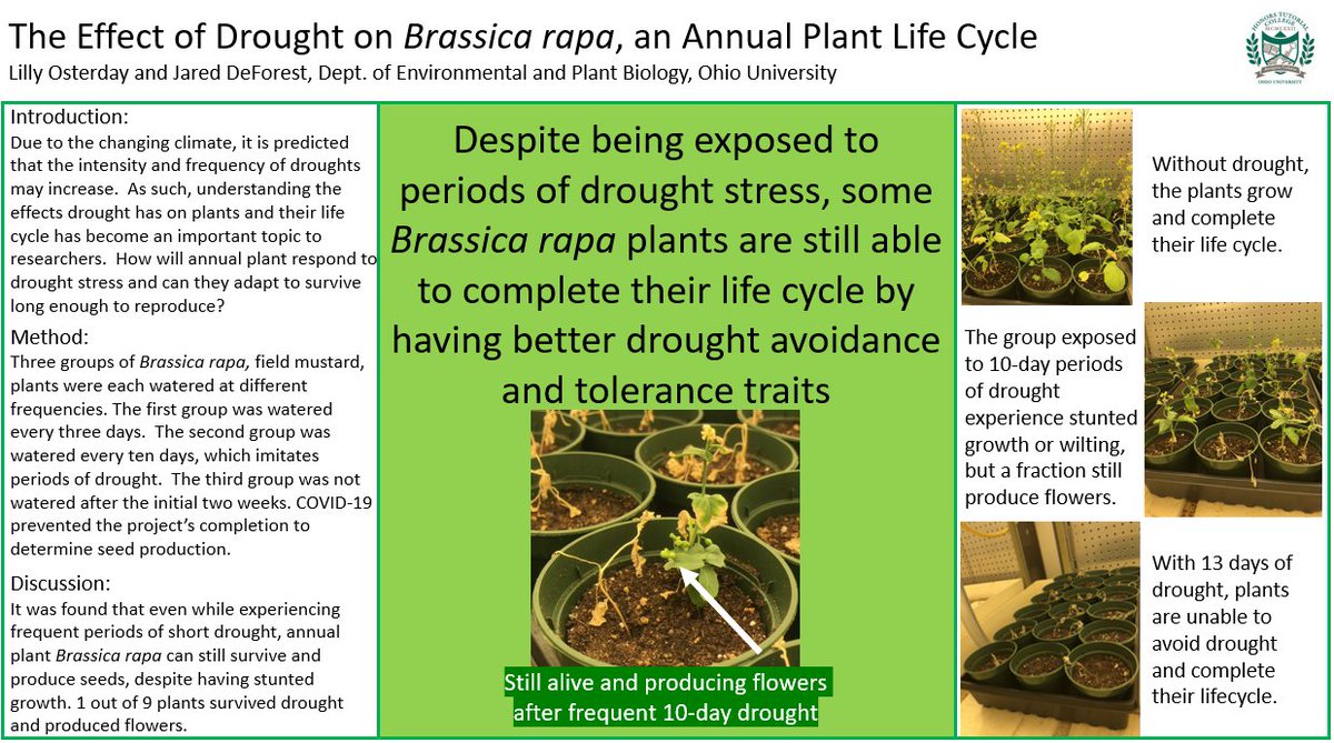 lillyro13's tweet photo. When exposed to drought, the difference between life and death for these annual plants is only three days #OUVirtualExpo @OUHTC @PBIO_OhioU @BobcatsDiscover @JaredDeforest #drought @fastplants https://t.co/AqY98CRiqv