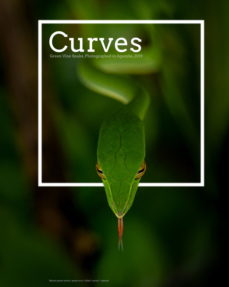  #posterdesign 6 A tribute to the elegance and  #Curves of the beauty  #GreenVineSnake photographed in  #Agumbe.  #GraphicDesign  #affinity  #designthinking 7/n