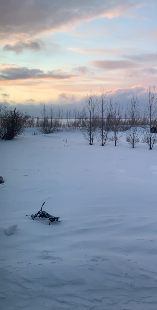 Chelsie Will tweet media