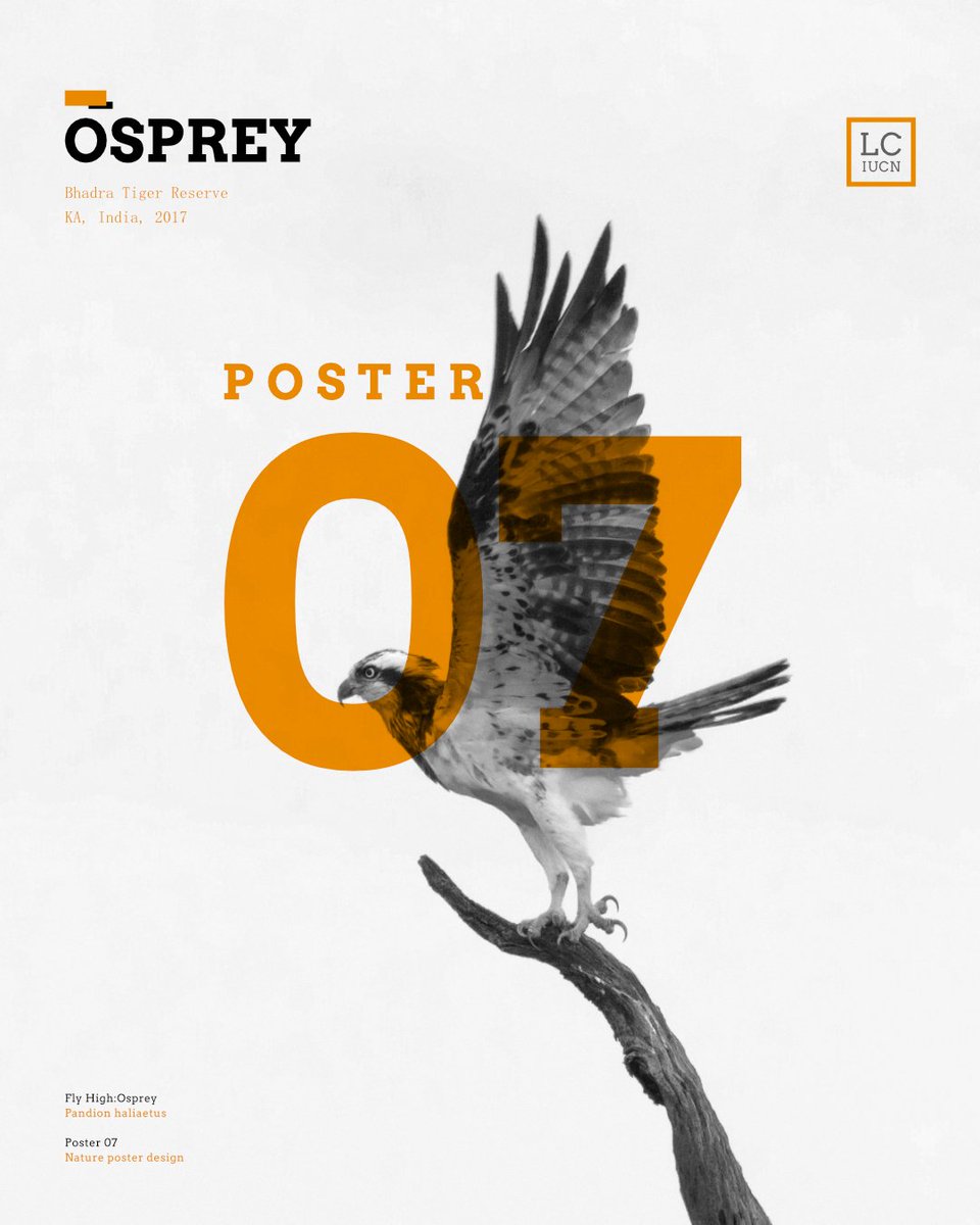  #posterdesign 7 one of the beautiful bird of prey the  #Osprey photographed in  #Bhadra  #GraphicDesign  #affinity  #designthinking 8/n