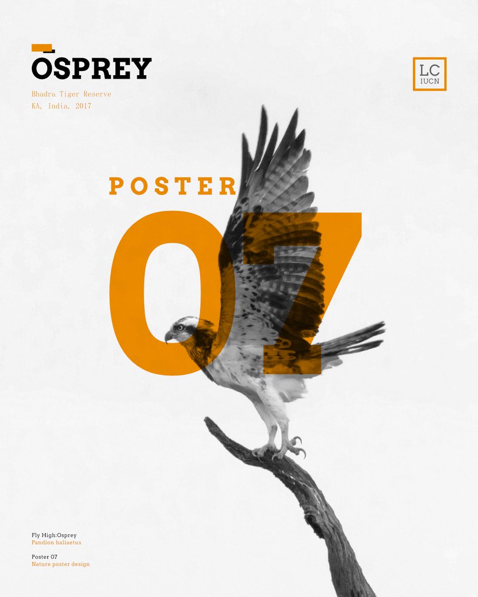   #posterdesign 7 one of the beautiful bird of prey the   #Osprey photographed in   #Bhadra   #GraphicDesign   #affinity   #designthinking 8/n