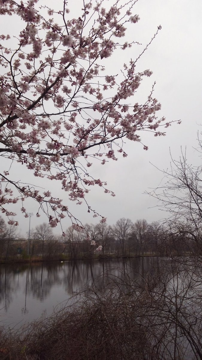 HEBergeron's tweet photo. Just one more cherry blossom picture on this gray morning... https://t.co/Ad6ghmDQMY