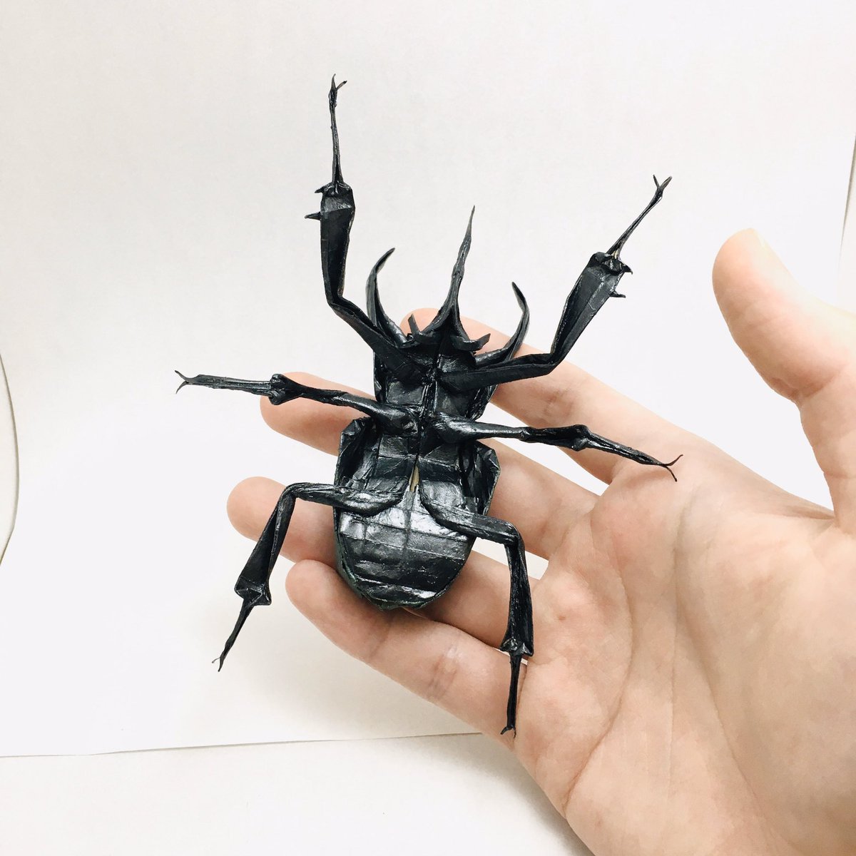 確認用ページその1。コーカサス σさんのコーカサスオオカブト。 