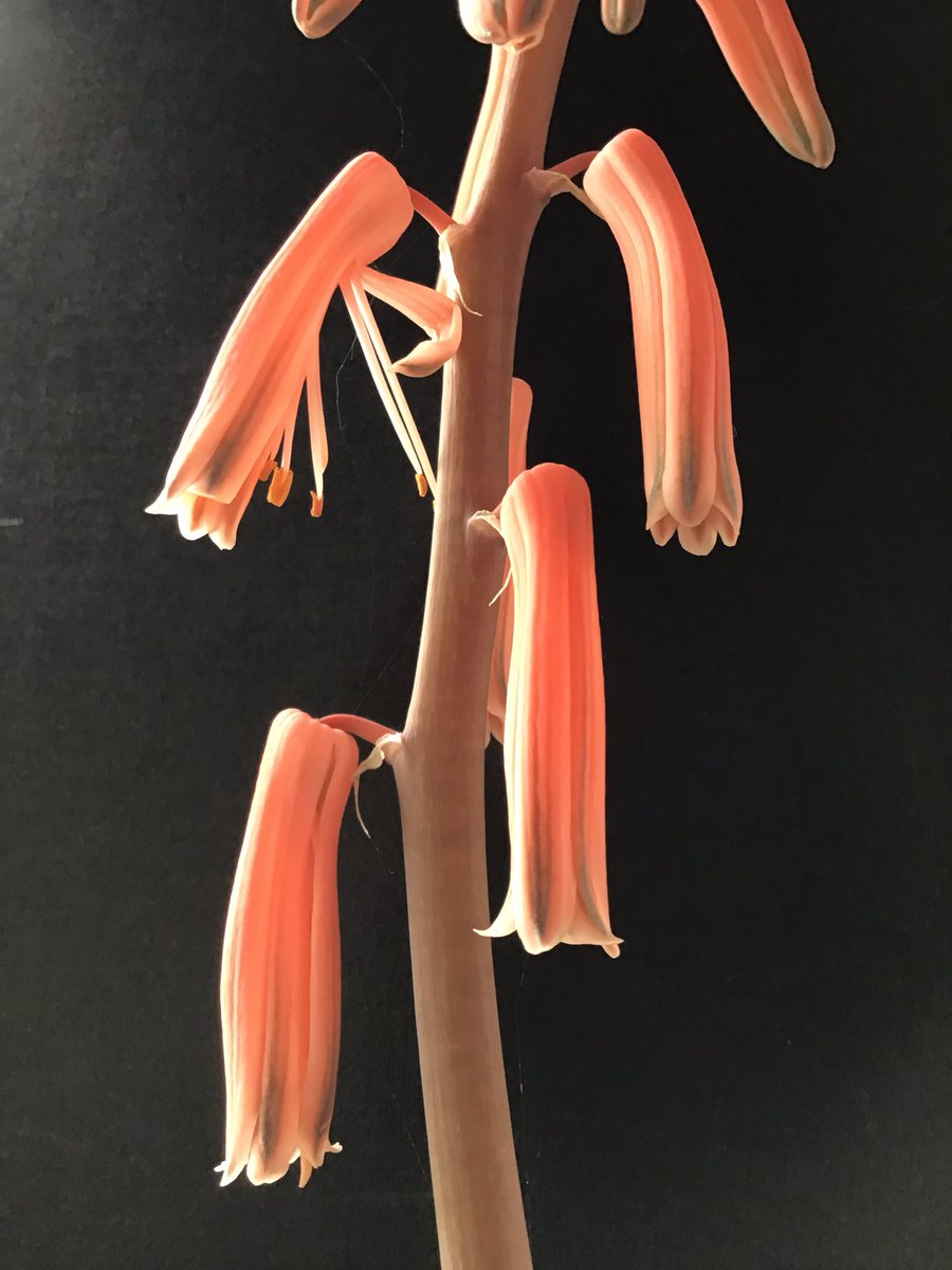CactusSucculent's tweet photo. The fiery inflorescence of #Gonialoevariegata #BCSS #Kirkstonebotanica #CactusSucculent #Aloecollection #Aloefamily https://t.co/WwallYaBgE
