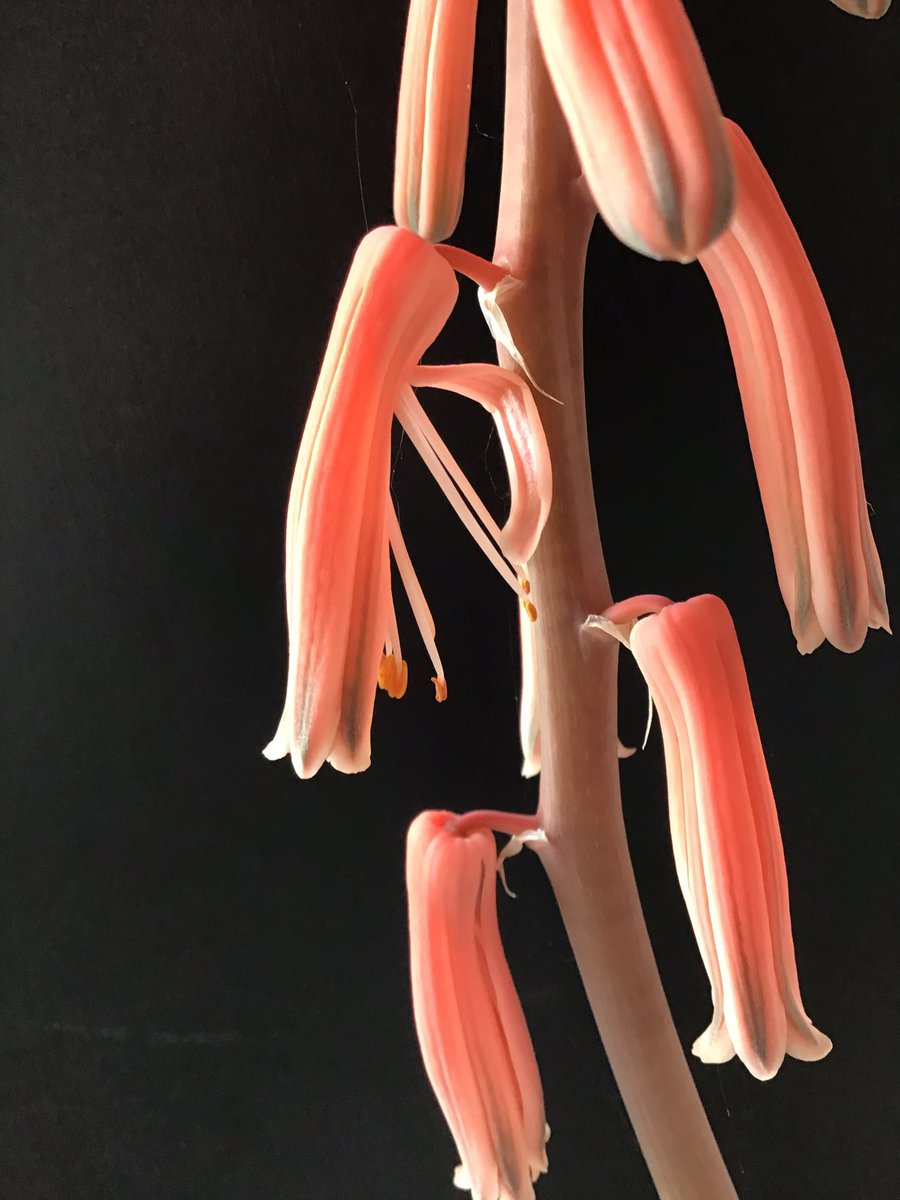 CactusSucculent's tweet photo. The fiery inflorescence of #Gonialoevariegata #BCSS #Kirkstonebotanica #CactusSucculent #Aloecollection #Aloefamily https://t.co/WwallYaBgE