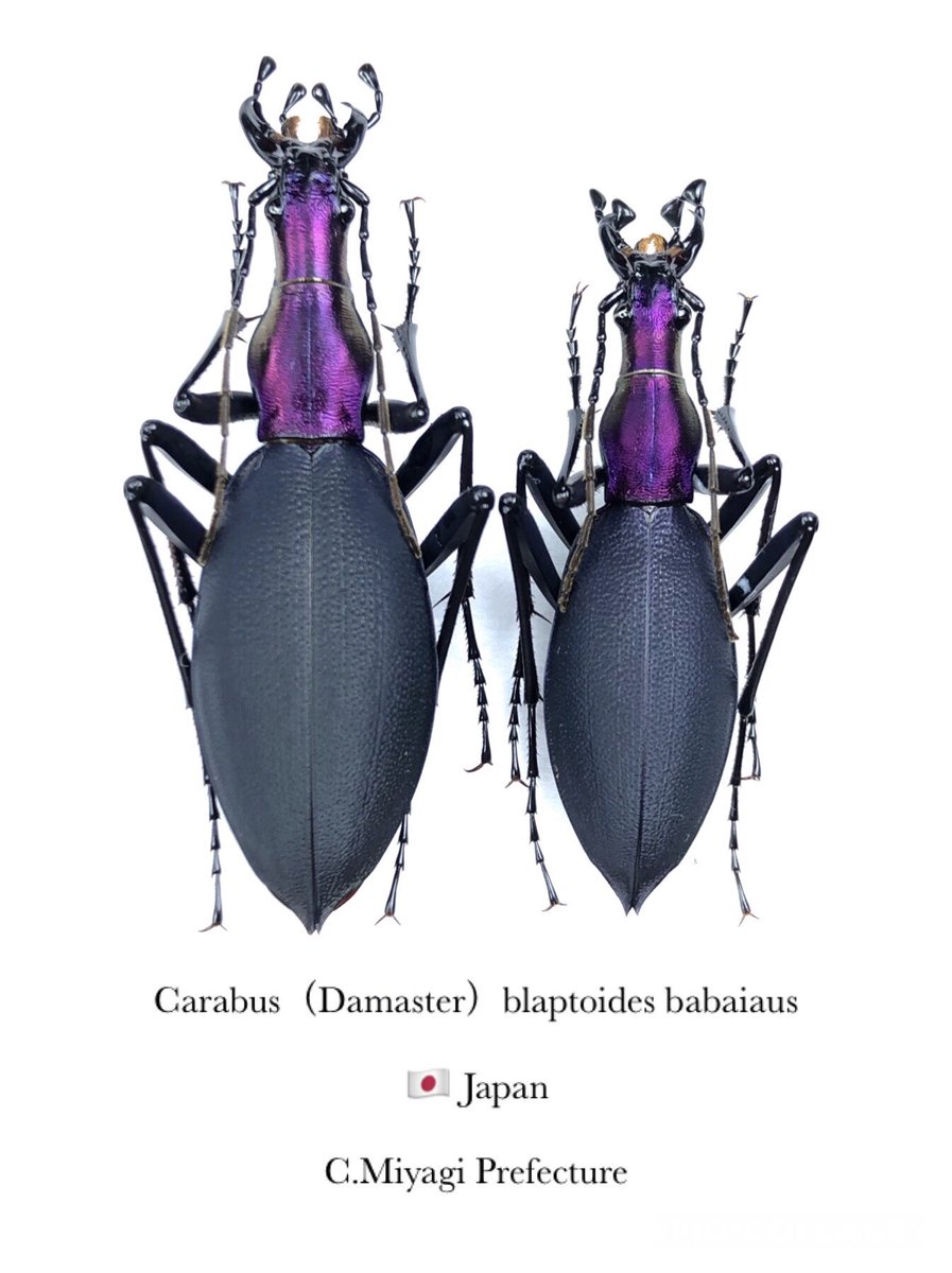 Damaster & Carabus в X: „Carabus（Damaster）blaptoides