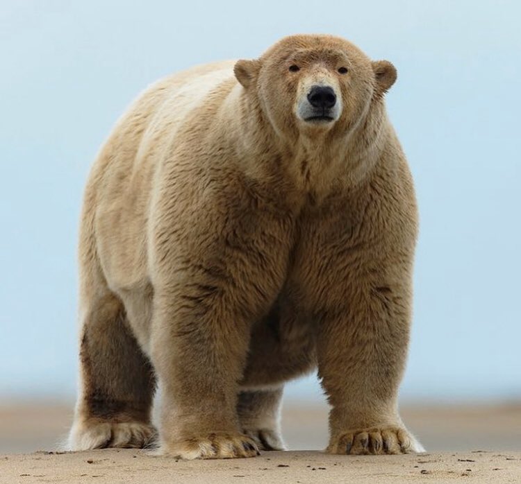 Billyhottakes's tweet photo. CHONK https://t.co/SfwLNSN23m