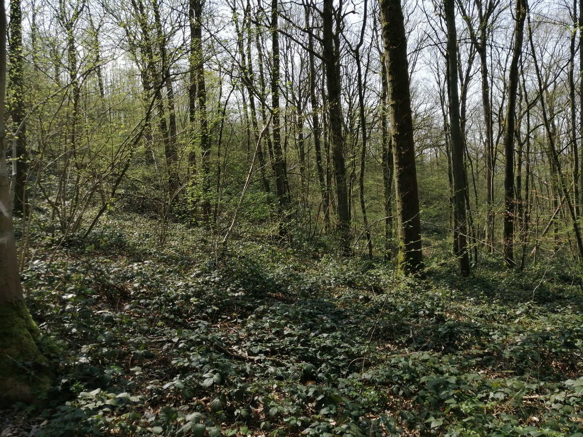 THIS PART WAS SO GREEN AND BEAUTIFUL ALREADY (some part weren't yet, some trees are still budding and there are still some autumn leaves on some trees!!) so this place she felt like "whoa"