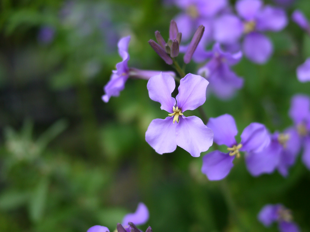 ヤマセミボーイ Ar Twitter 紫なばなは今の時期道沿いにパラパラっと咲いて可愛いですね って 紫なばな って品種名はさっき調べたの ね ポピー ナガミヒナゲシ は知ってる これはオールドレンズで撮りまくった花ですからね って外来種で急激に繁殖して好かれない