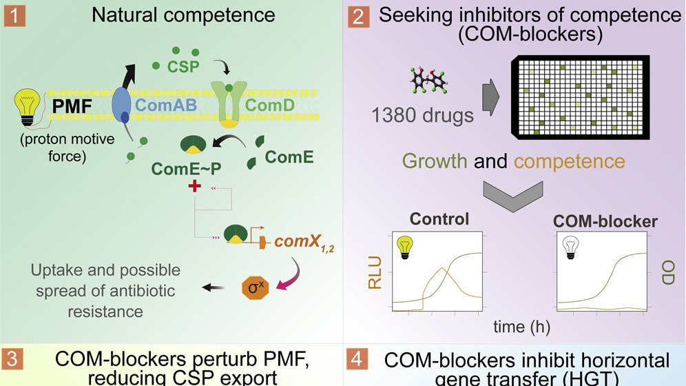 The power of COM-blockers: <a href="/JWVeening/">Jan-Willem Veening</a> &amp;Co identify compounds preventing competence &amp; #horizontalgenetransfer in #Streptococcus pneumoniae. COM-blockers perturb proton motive force, thus reducing export of #quorumsensing peptide that activates competence cell.com/cell-host-micr…