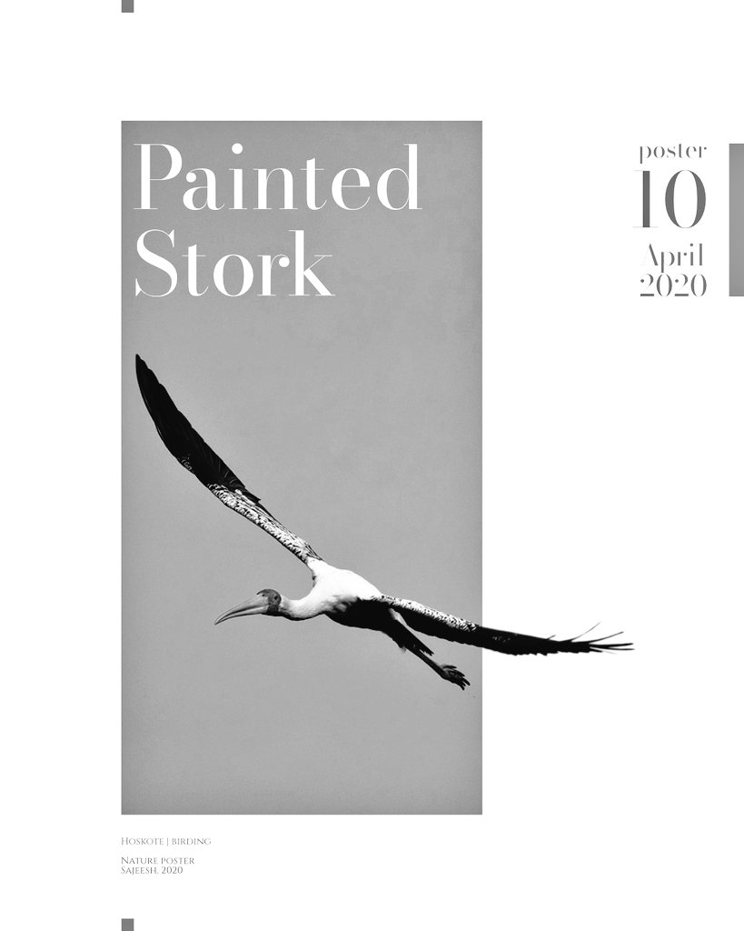  #posterdesign 10 A simple poster design with painted stork, photographed in  #bangalore  #GraphicDesign  #affinity  #designthinking 11/n