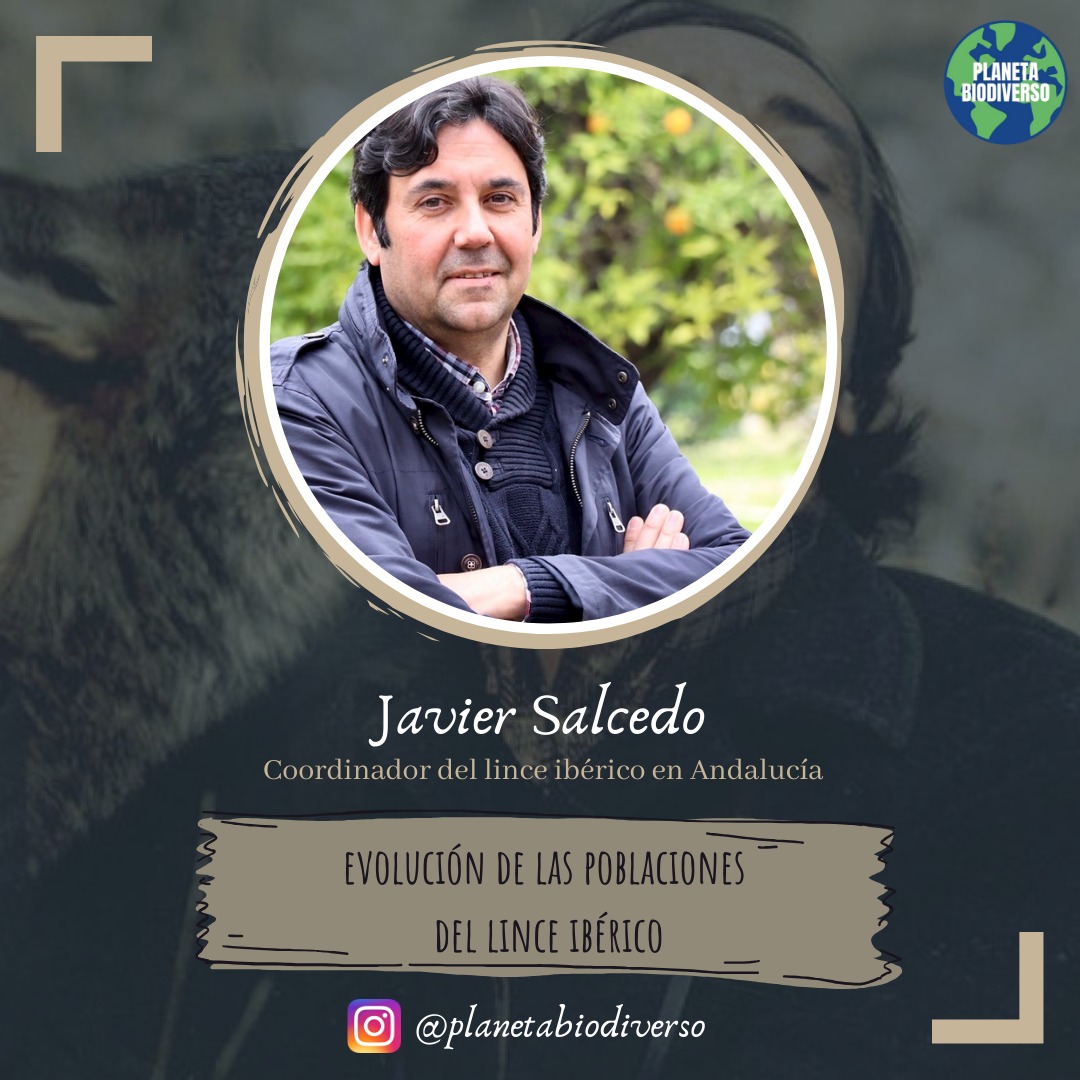 "FUTURO FÉLIX". 

Javier Salcedo (Coordinador del Lince Ibérico en Andalucia), nos hablará mañana a las 18:30h en la cuenta de Instagram @planetabiodiverso sobre la evolución de las poblaciones de lince ibérico.
<a href="/juntadandalucia/">juntadeandalucia</a> 
<a href="/GobiernoDeEspan/">Gobierno de España</a>
instagram.com/p/B-wc7qyqSWF/…
