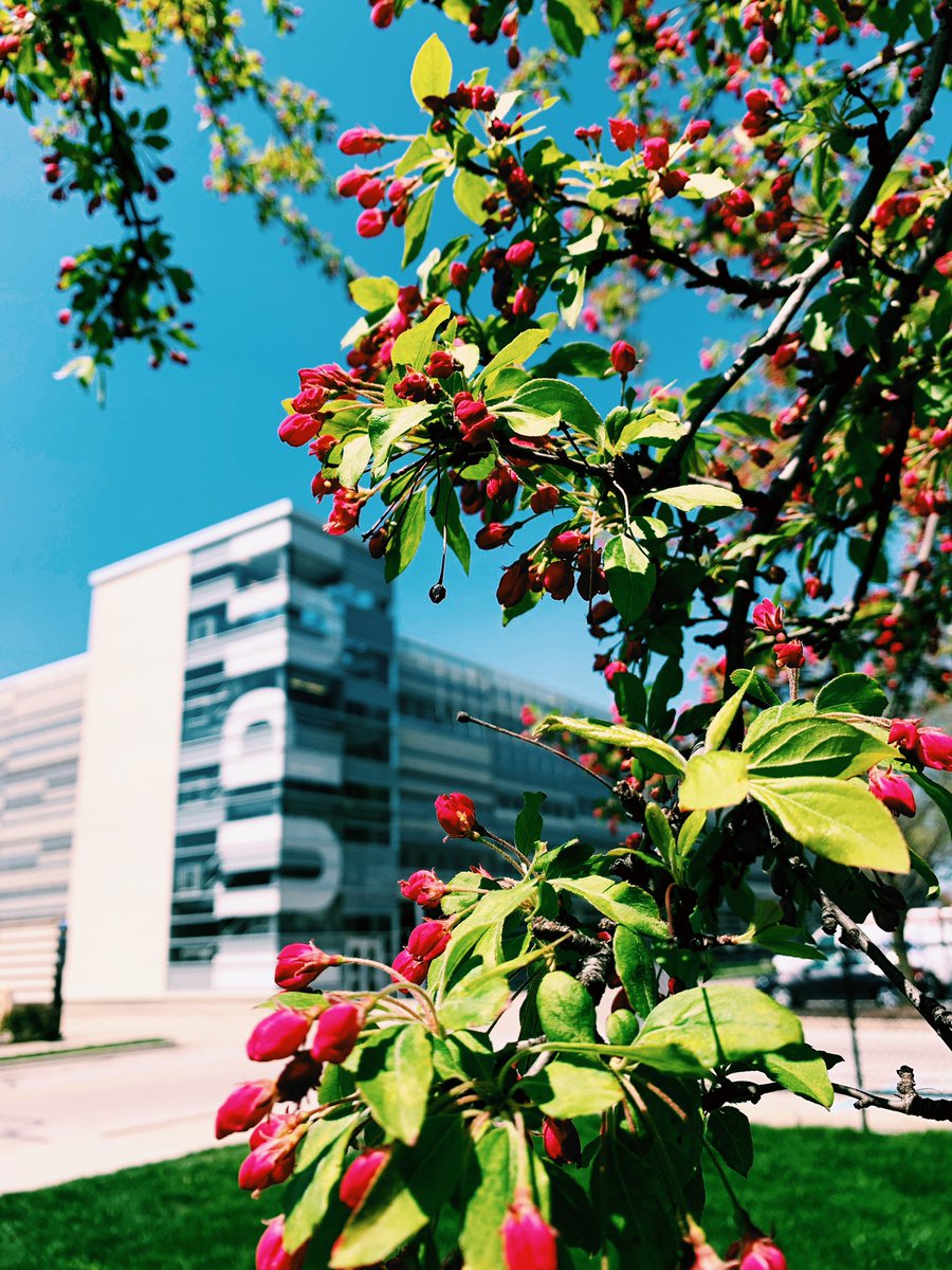 IUIndianapolis's tweet photo. Your daily dose of campus blooms. 🌸 https://t.co/nbHpPlpFcs