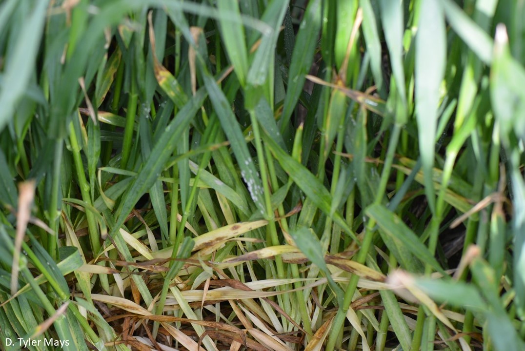 tmaysag's tweet photo. Armyworms and powdery mildew are starting to make its present in wheat fields in the region. I know of 2 fields that have been sprayed for armyworms, scout fields to minimize potential yield loss. #TXIPM #EssentialWorker #scouting #TxWheat #wheat #TXExtension https://t.co/JFrTrdxlj3