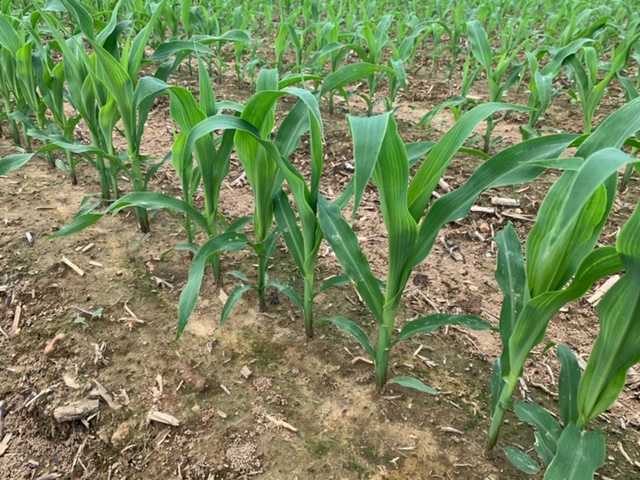 ArmorSeed's tweet photo. Checking in on the beautiful Campbell Insight plot in Mangham, Louisiana. What a sight for sore eyes! Doesn't take long to move from #plant20 to #prettycorn. #ArmorCorn #startstrong https://t.co/8vKReXVQU0