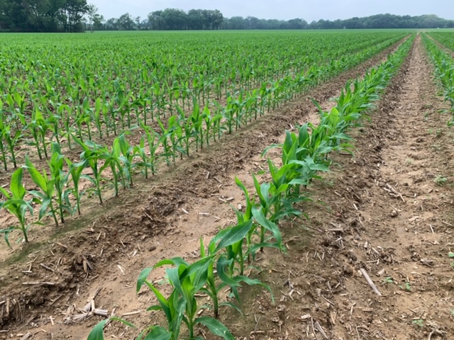 ArmorSeed's tweet photo. Checking in on the beautiful Campbell Insight plot in Mangham, Louisiana. What a sight for sore eyes! Doesn't take long to move from #plant20 to #prettycorn. #ArmorCorn #startstrong https://t.co/8vKReXVQU0