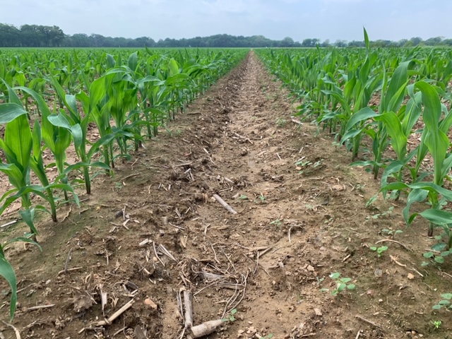 ArmorSeed's tweet photo. Checking in on the beautiful Campbell Insight plot in Mangham, Louisiana. What a sight for sore eyes! Doesn't take long to move from #plant20 to #prettycorn. #ArmorCorn #startstrong https://t.co/8vKReXVQU0