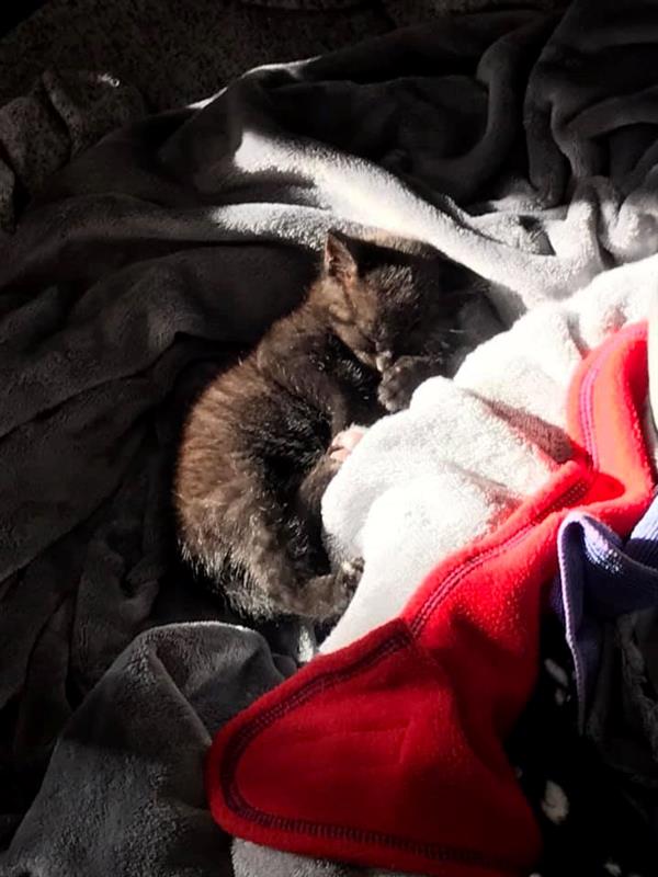ARLBostonRescue's tweet image. How cute is this? Foster #kitten Molly from Boston enjoying her first nap in the sun ☀️❤️ 
#AdoptDontShop