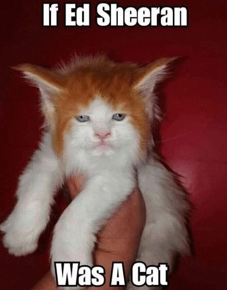 gingergrumps's tweet photo. Meowy nice. 
#GingerGrumps https://t.co/ifbRJ7AVXz