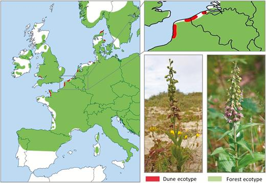 BotJLinnSoc's tweet photo. Low genetic divergence and variation in coastal dune populations of the widespread terrestrial orchid #Epipactis helleborine. Jacquemyn, De Kort, Vanden Broeck & Brys.
#Orchids #Orchidaceae #Genetics #PopulationGenetics #GBS #GenotypingBySequencing #SNPs
https://t.co/ChiABIycmM https://t.co/s6zlVkHEpH