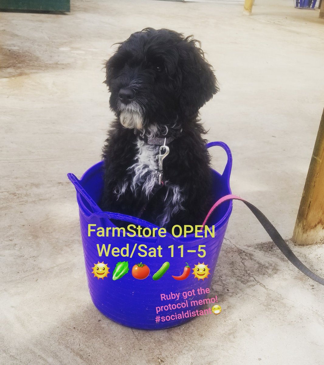 Thiel's Greenhouses tweet media