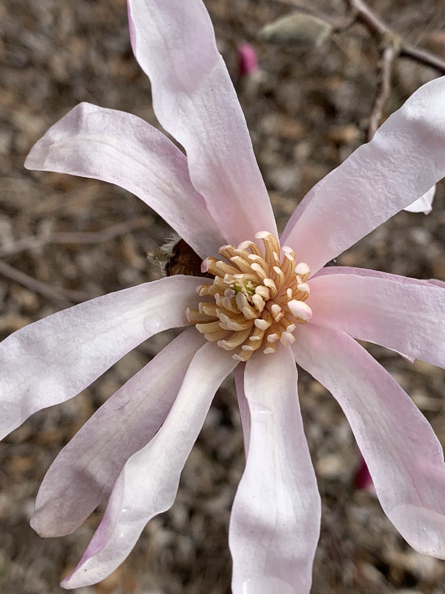 More signs of spring, the magnolias are popping and this dicentra (bleeding heart) is located in a warm protected area #spring #springishere #kandrlandscape