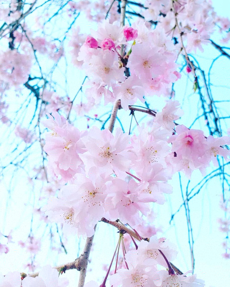 桜綺麗 桜綺麗