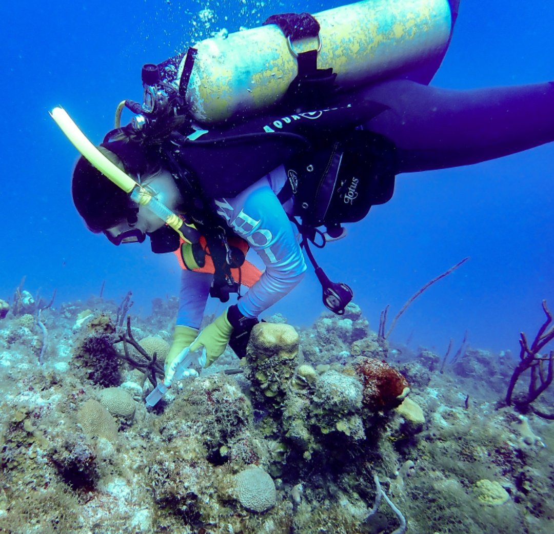 MIT_BIG's tweet photo. Check out the latest BIG Blog by #MIT_WHOI grad student @CynthiaBecker25.
While #Covid_19 takes over the world, read about the coral disease, #SCTLD, that's taking over Caribbean reefs. 
#scicomm #oceanoutreach #coral
Link: https://t.co/rTq27FU6OE https://t.co/dZRKxYPCif