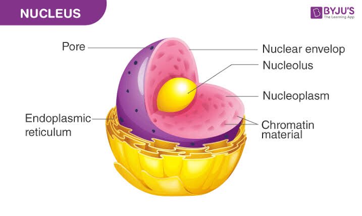 momo; nucleolus(note: the nucleolus is inside of the nucleus and it makes ribosomes)
