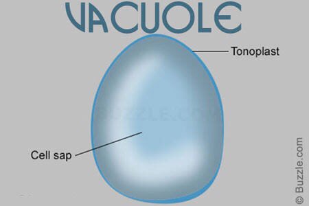 jeongyeon; vacuole (note: i’m talking about the vacuole in the animal cell, which isn’t like the central vacuole of the plant cell which is much larger compared to the ones in our cells)