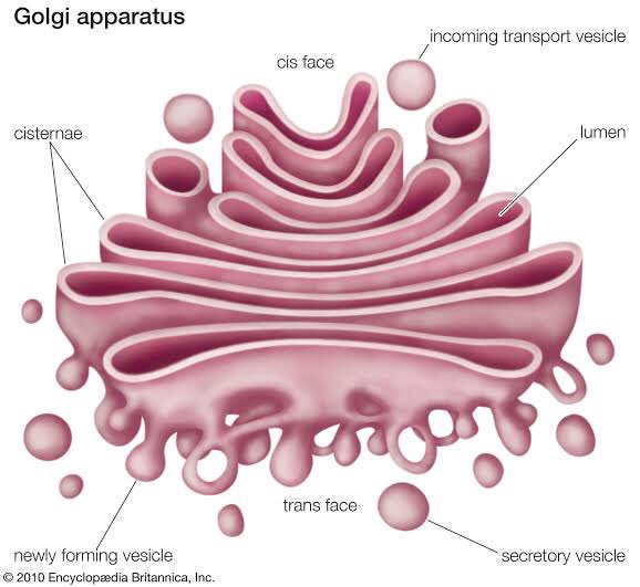 mina; golgi apparatus (note: the golgi apparatus processes materials to be removed from the cell, and it packages products into vesicles for transportation)