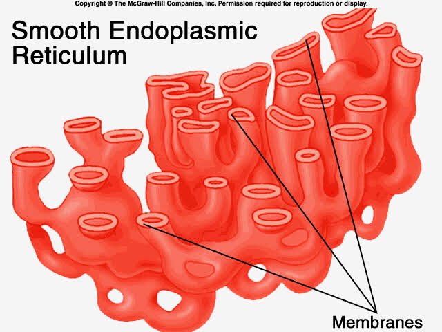 tzuyu; smooth endoplasmic reticulum(note: the smooth endoplasmic reticulum or “Smooth ER”, it regulates and releases calcium ions and processes toxins)