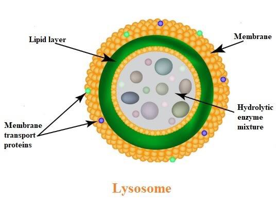 nayeon; lysosome(note: the lysosome is in charge of waste removal and the breakdown of unwanted macromolecules)